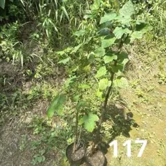 新鮮野菜セット豇豆1kg，丝瓜1kg，辣妹子1kg，香菜1kg - メルカリ