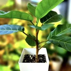 ファンタスティックファウンテン錦 激レア 多肉植物 摘心苗 沢山発頭中
