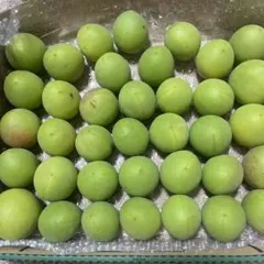 農薬不使用青梅 産地直送 梅酒 梅シロップ用のサムネイル