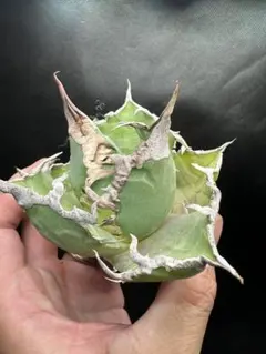 【アガベ_シーザー】スーパーシーザー 凱撤 _31のサムネイル