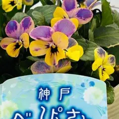 2026年最新】神戸べっぴん 夢紡ぎの人気アイテム - メルカリ