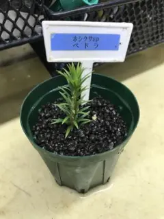 2025年最新】ホシクサspの人気アイテム - メルカリ