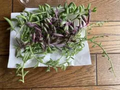 多肉植物　ネックレス系3種セット　カット苗　三日月　ドルフィン　ルビー