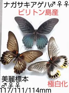 2026年最新】ナガサキアゲハ標本の人気アイテム - メルカリ