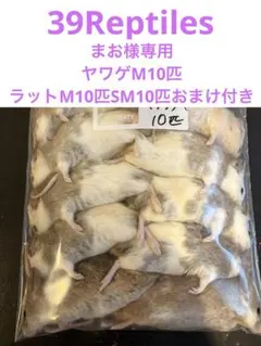 2025年最新】ヤワゲネズミの人気アイテム - メルカリ