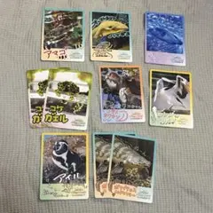 鳥羽水族館 コレクションカード Vol.2 ノーマルカード 39枚 - メルカリ