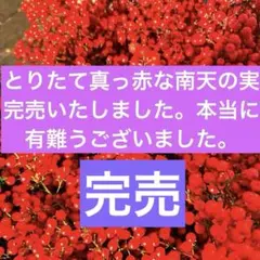 2026年最新】南天の枝の人気アイテム - メルカリ
