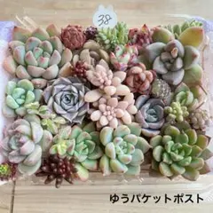 38 多肉植物　多肉弁当　詰め合わせ　寄せ植え　セット　カット苗　韓国苗　セダム