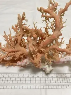 特大・4kg超】天然白珊瑚 原木 置物 オブジェ ヴィンテージ 飾りサンゴ
