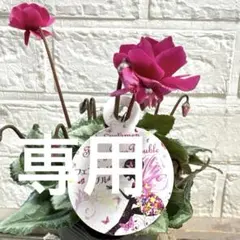 ビッケ様専用♡シクラメン♡フェアリーピコダブル♡3号♡ポットごと宅急便コンパクト