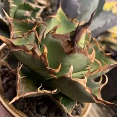 2025年最新】インフェルノ アガベの人気アイテム - メルカリ