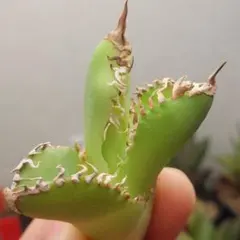 2026年最新】アガベ金剛の人気アイテム - メルカリ