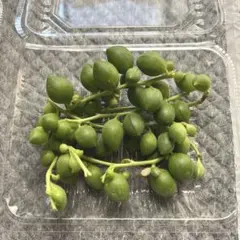 多肉植物☆グリーンネックレスカット苗