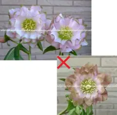 11）ピンク静✴️セルフ交配種子✨3粒✨クリスマスローズ✴️匿名配送