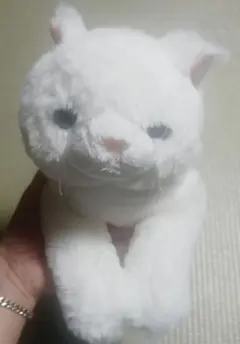 猫　ぬいぐるみのサムネイル