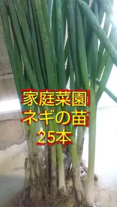 家庭菜園 ネギの苗 25本