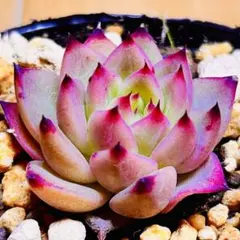 多肉植物 ⭐️ファイヤーフライ⭐️韓国苗育成 抜き苗 d157 - メルカリ
