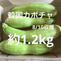 韓国カボチャ 애호박 カボッキー エホバク 農薬不使用 無農薬栽培