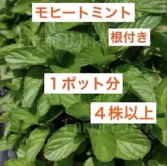 ⑨A33☆モヒートミント☆根付き苗☆お家で流行りのハイボールを☆初心者様向けのサムネイル