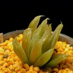 期間限定出品！】ハオルチア 「出藍」 H. 'Shutsuran' 多肉植物 - メルカリ