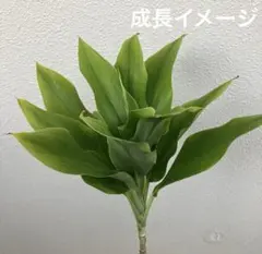 富岡義勇☆彡⚠️プロフィール必読⚠️様 リクエスト 2点 まとめ商品