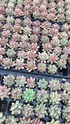 あこ様専用 大特価！寄せ植え プラグ苗7苗×15種=105苗 土・根付き