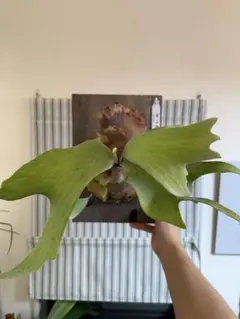銀華 ギンカ P.Ginka ビカクシダ 観葉植物 - メルカリ