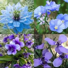 花の種　アマニ　ニゲラ　スミレ　セット