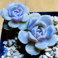 ブルーサプライズ 多肉植物 抜き苗 - メルカリ