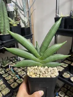 2026年最新】サンスベリアの人気アイテム - メルカリ