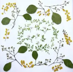 押し花素材　No.690