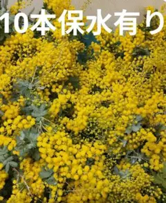 フレッシュミモザ　10本保水有り　追加の場合1本100円
