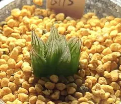 6115 ブラックベヌスタ　多肉植物 ハオルチア アロエ
