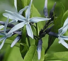 ♥♥50粒✨️丁字草 の種☘️山野草　宿根草　茶花　水色　準絶滅危惧種☘️