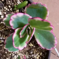 2025年最新】多肉植物 マリア錦の人気アイテム - メルカリ