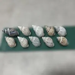 貝殻 巻貝 ヤドカリ