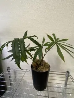 2026年最新】原種アンスリウムの人気アイテム - メルカリ