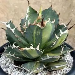 アガベ　チタノタ縞斑　2頭活着済み アガベ チタノタ縞斑 2頭活着済み 観葉植物