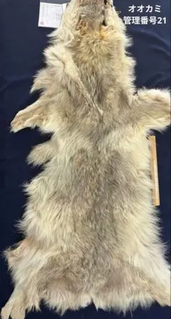 毛皮】オオカミ 原反 国際希少野生動植物種登録票付き 管理番号30 