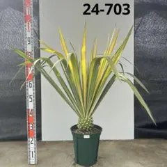 ユッカ　ゴールデンソード【24-703】 2026年最新】ユッカゴールデンソードの人気アイテム - メルカリ