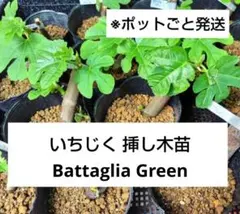2026年最新】いちじく穂木の人気アイテム - メルカリ