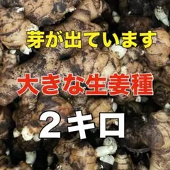 生姜種２キロ❣️芽が出ています‼️すぐに植え付け可能のサムネイル