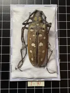 昆虫標本　カミキリムシ 2026年最新】カミキリムシ 標本の人気アイテム - メルカリ