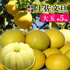 大玉限定　ご家庭用　高知特産土佐文旦　 4L〜3Lサイズ 6〜9玉入り約5㎏