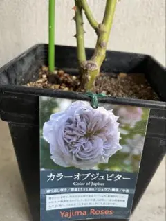 バラ苗 綾 Aya 接木苗 希少 薔薇苗 ばら 生花 レア - メルカリ
