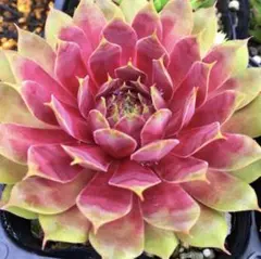 Devon Jewel センペルビウム 多肉植物 紫系 - メルカリ