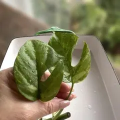 小型原種蘭 レパンテス 着生植物 lepanthes myiophora 花芽 小型原種蘭 レパンテス 着生植物 lepanthes myiophora 花芽 - メルカリ