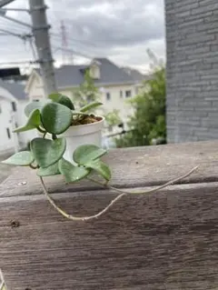 多肉植物♡ホヤ　マチルダ♡のサムネイル
