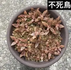 ブロンズ姫　多肉植物　カット苗　寄せ植え　根付き苗　鉢植え　初心者　ガーデニング