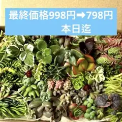 多肉植物♡カット苗詰め合わせ　寄せ植えのお供に♡ ネックレス系3種類入り❣️